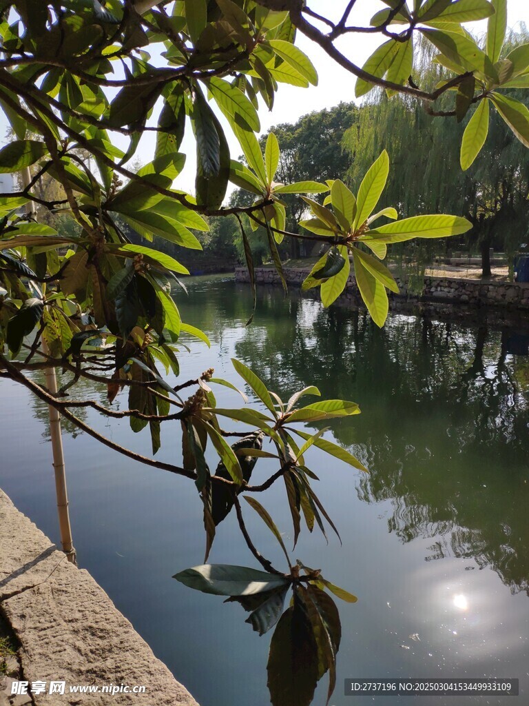 枇杷树