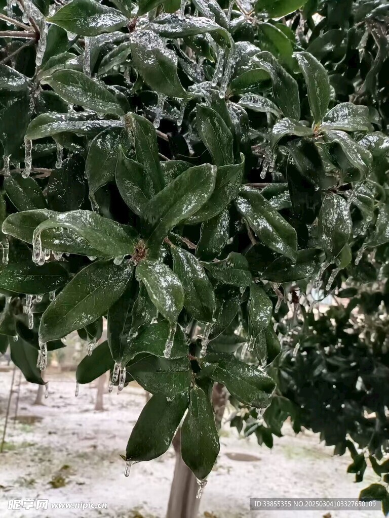 冻雨