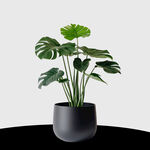 植物素材