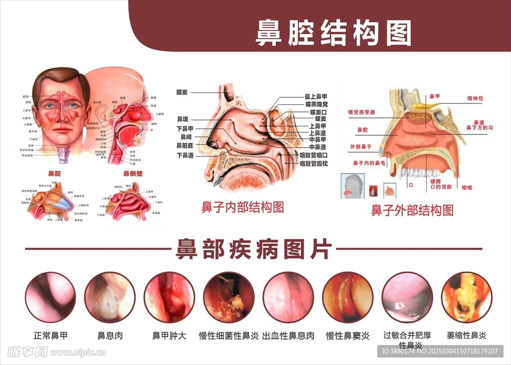 鼻腔结构图