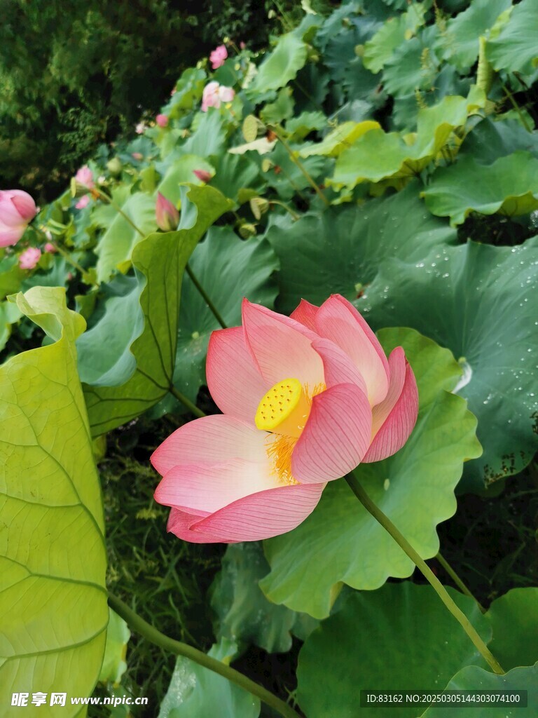 荷花