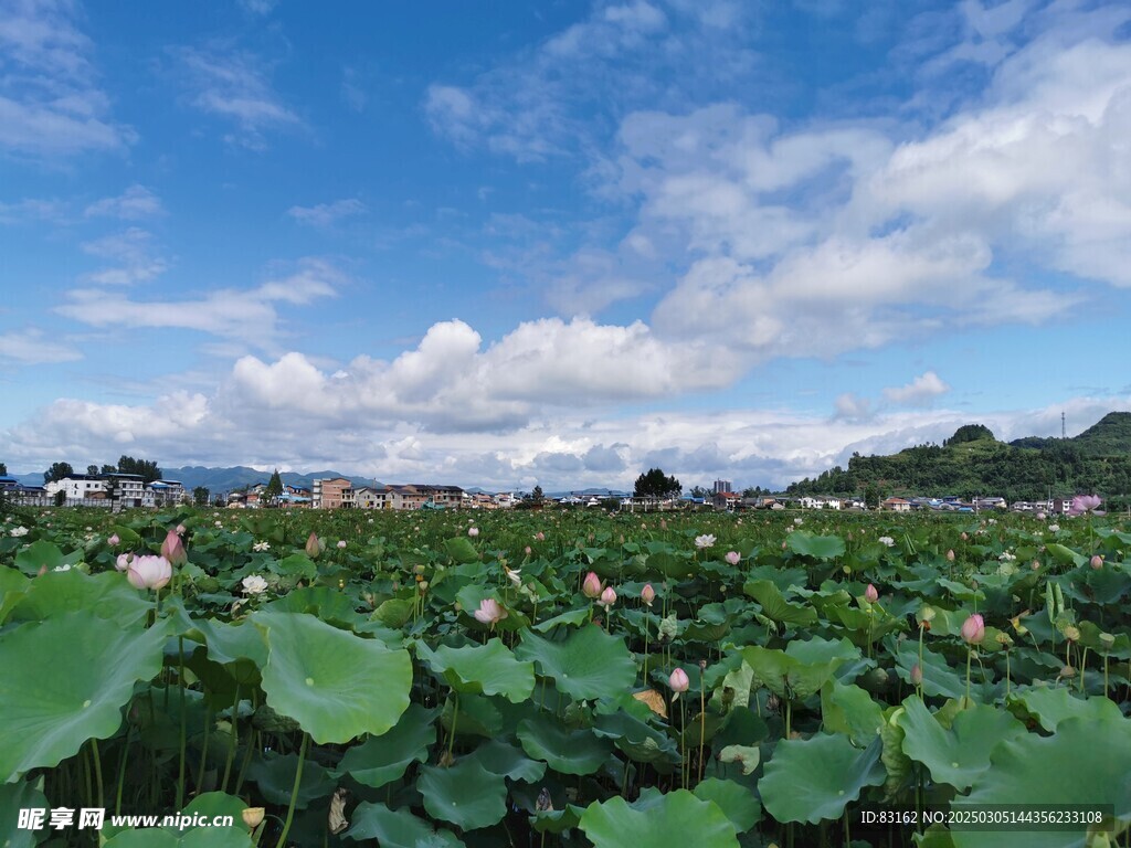 荷花