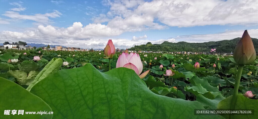 荷花