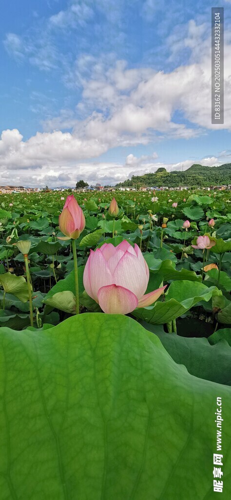 荷花