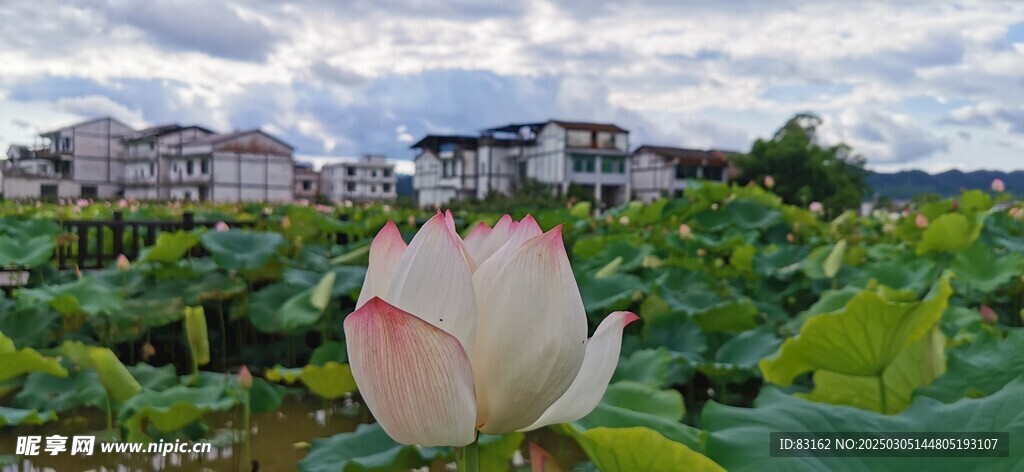 荷花