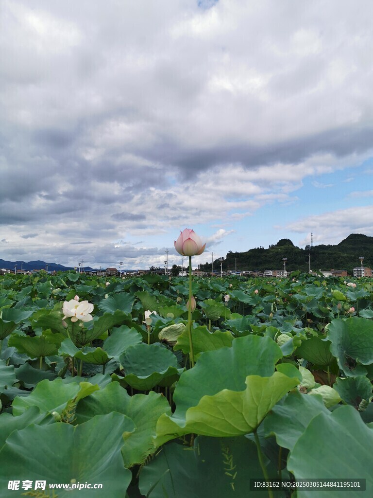 荷花