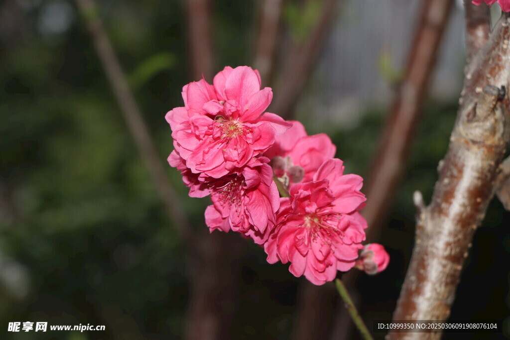 桃花