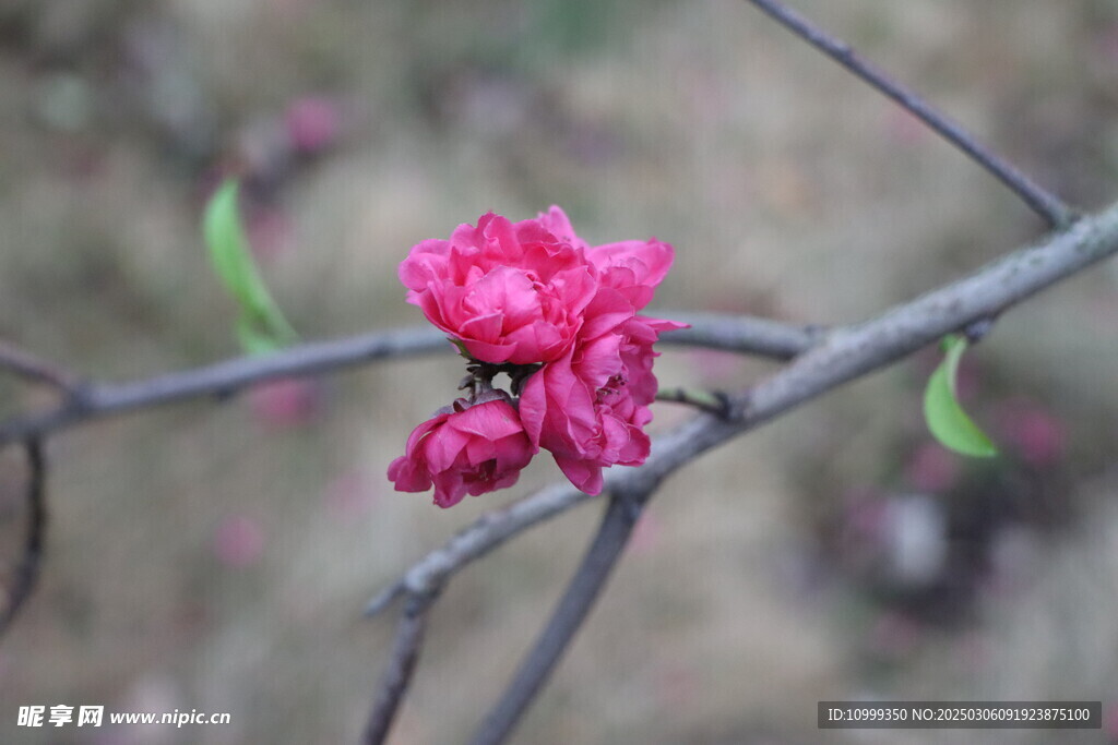 桃花