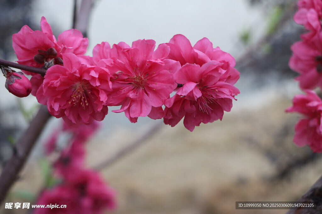 桃花