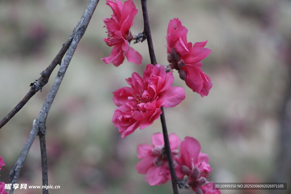 桃花