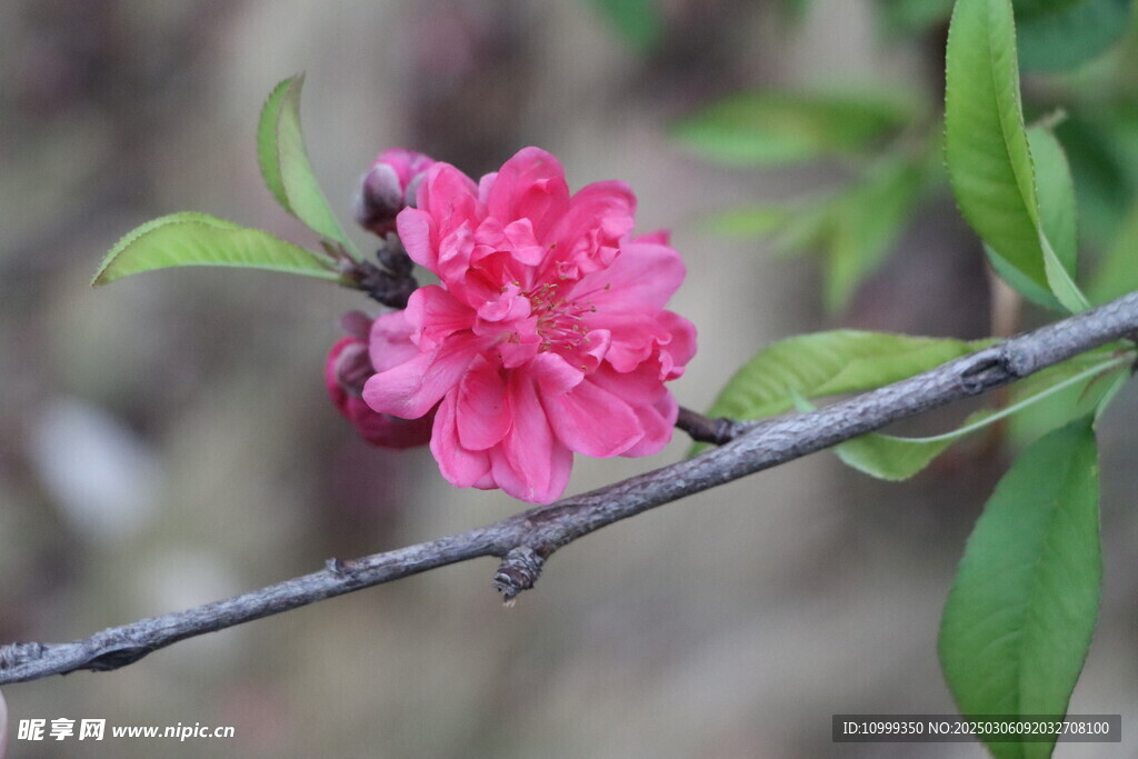 桃花