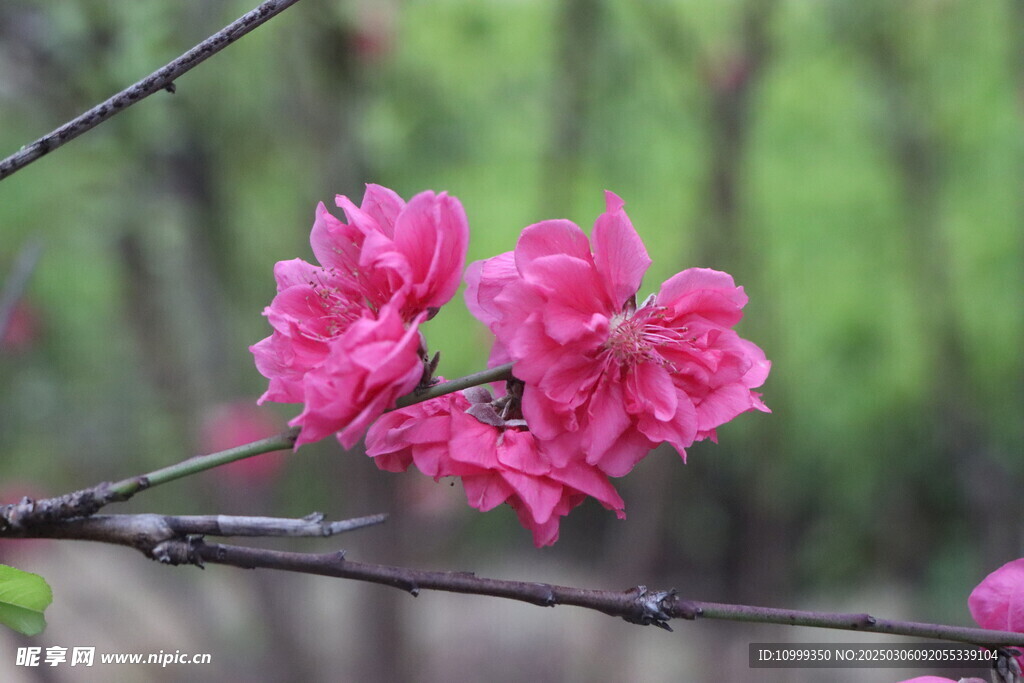 桃花