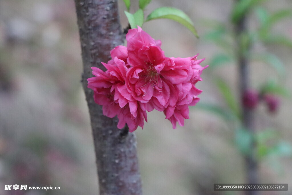 桃花