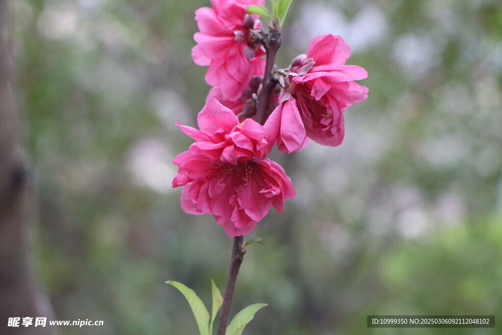 桃花