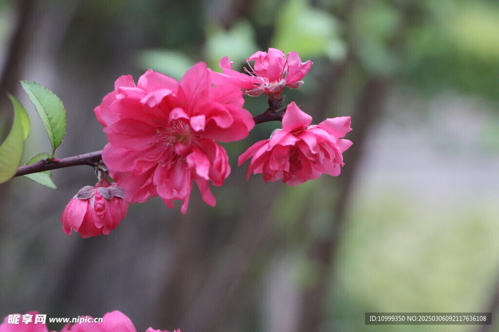 桃花