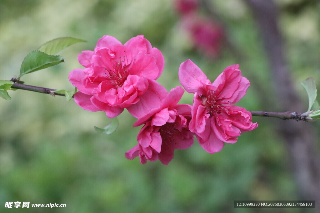 桃花