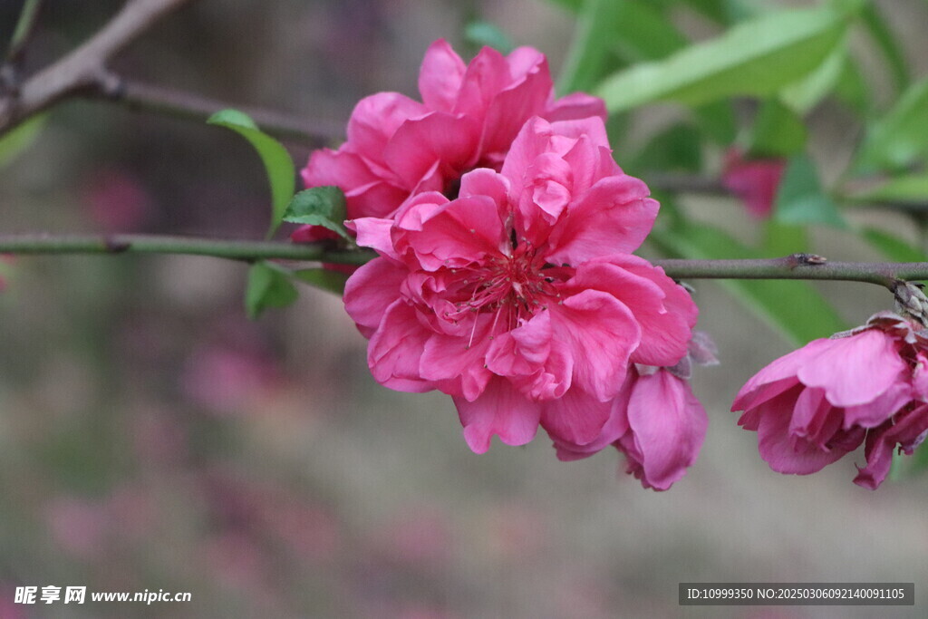 桃花