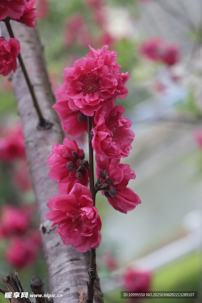 桃花