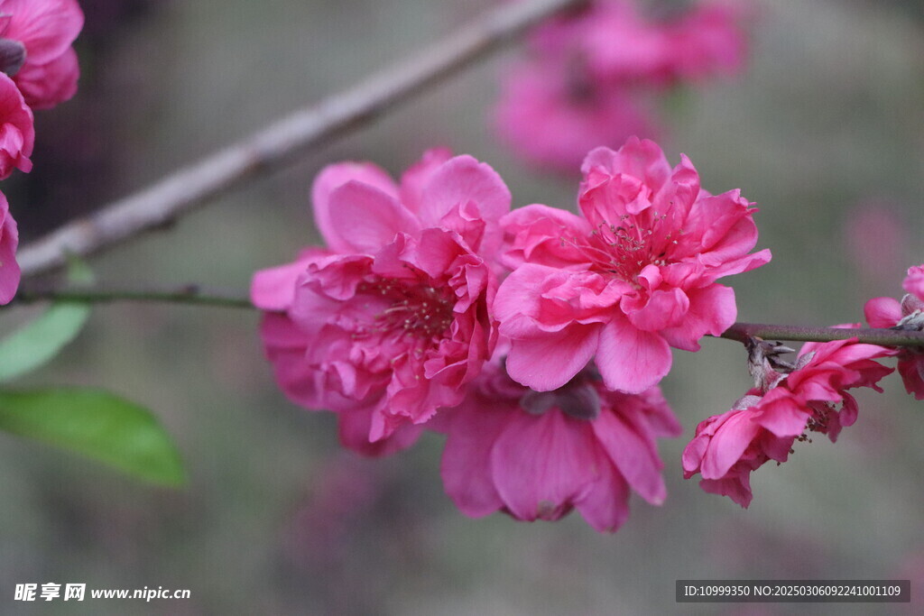 桃花
