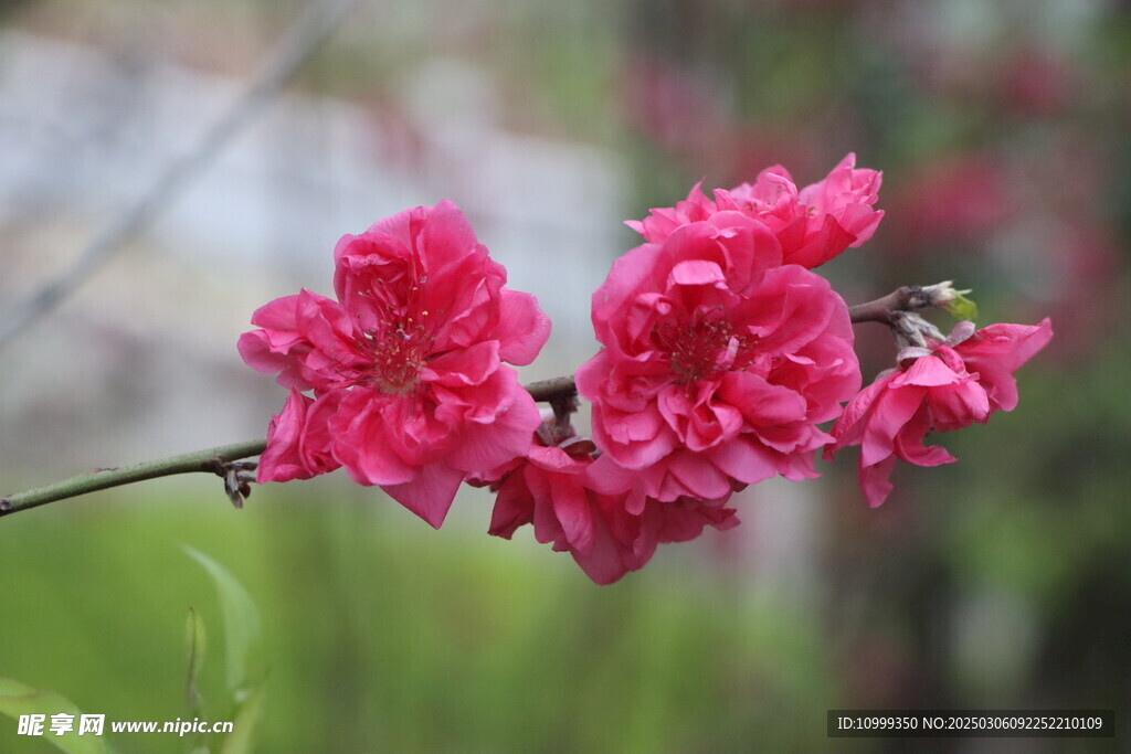 桃花