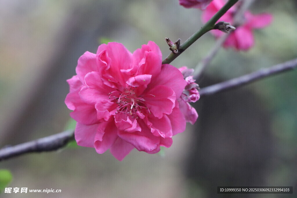桃花