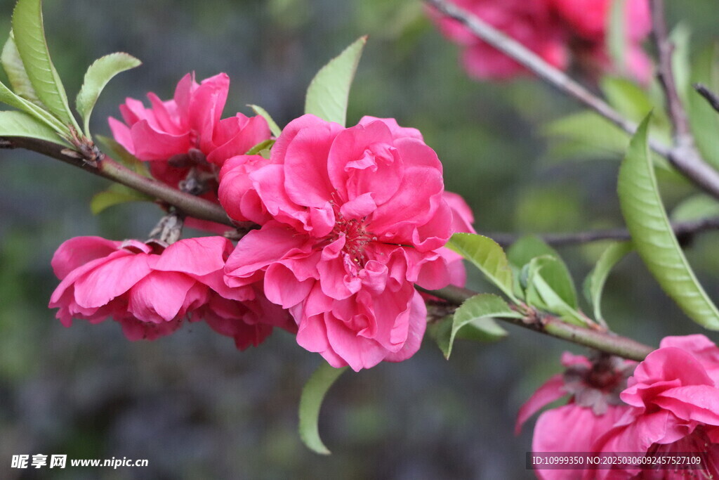 桃花