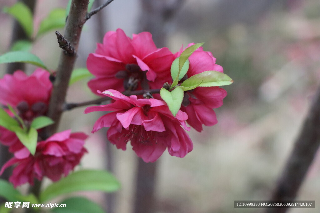 桃花