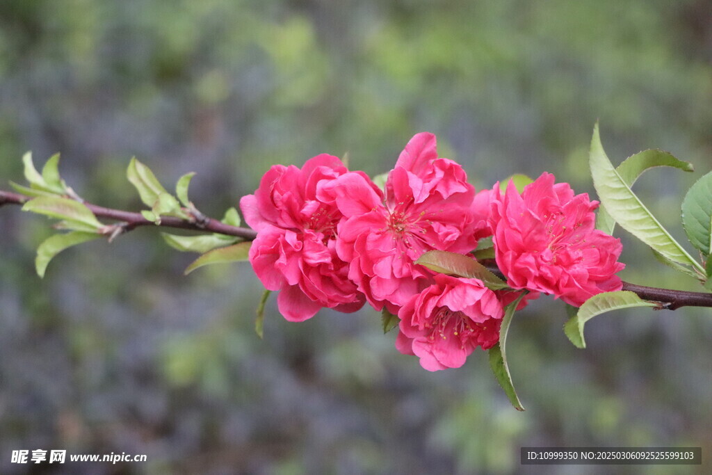 桃花