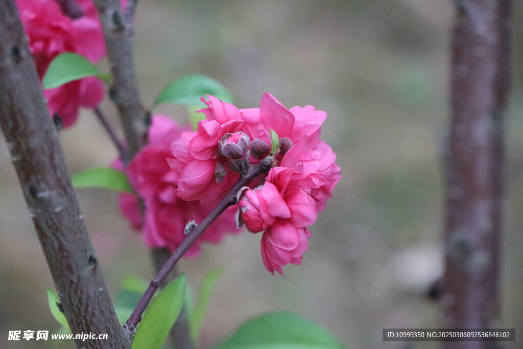 桃花