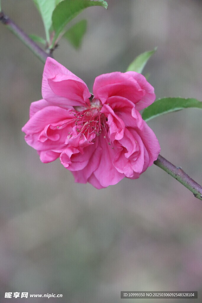 桃花