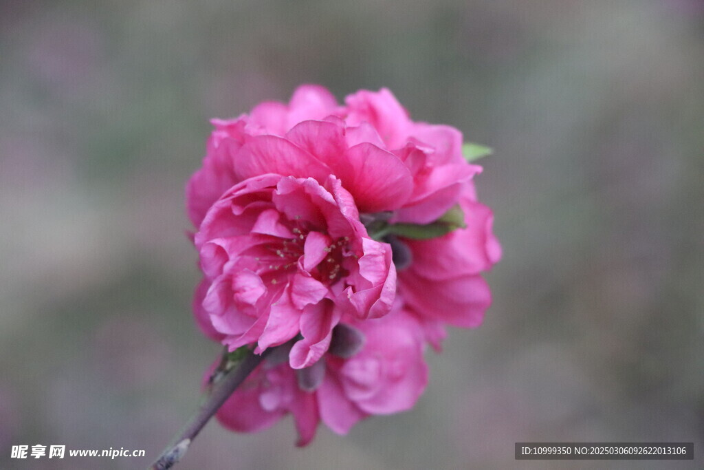 桃花