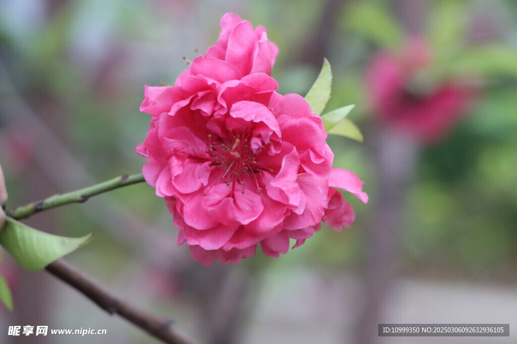 桃花