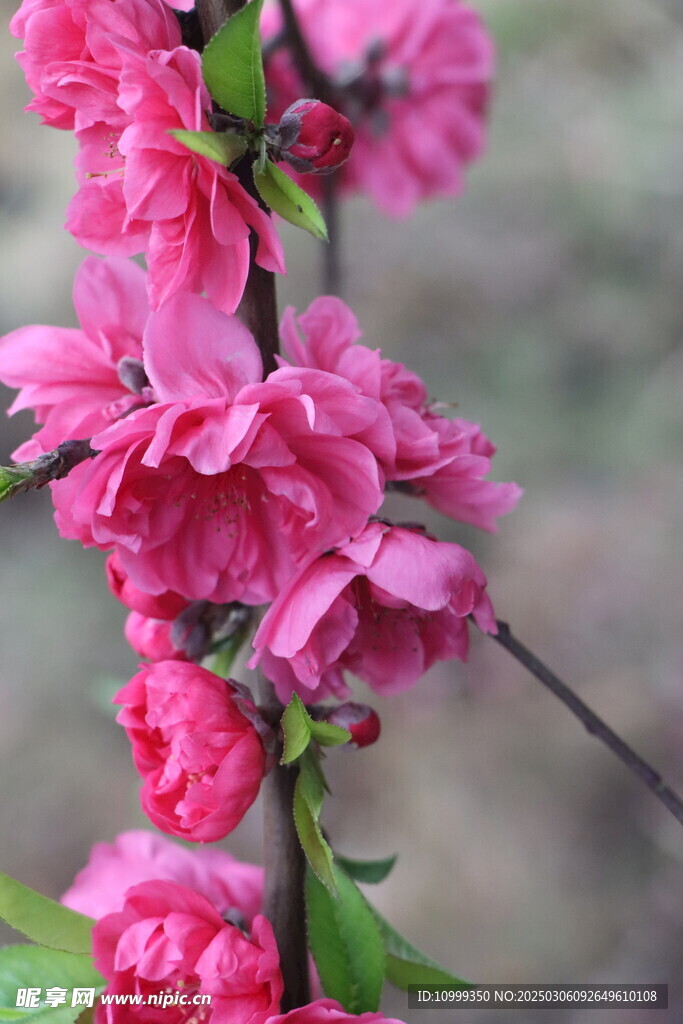 桃花