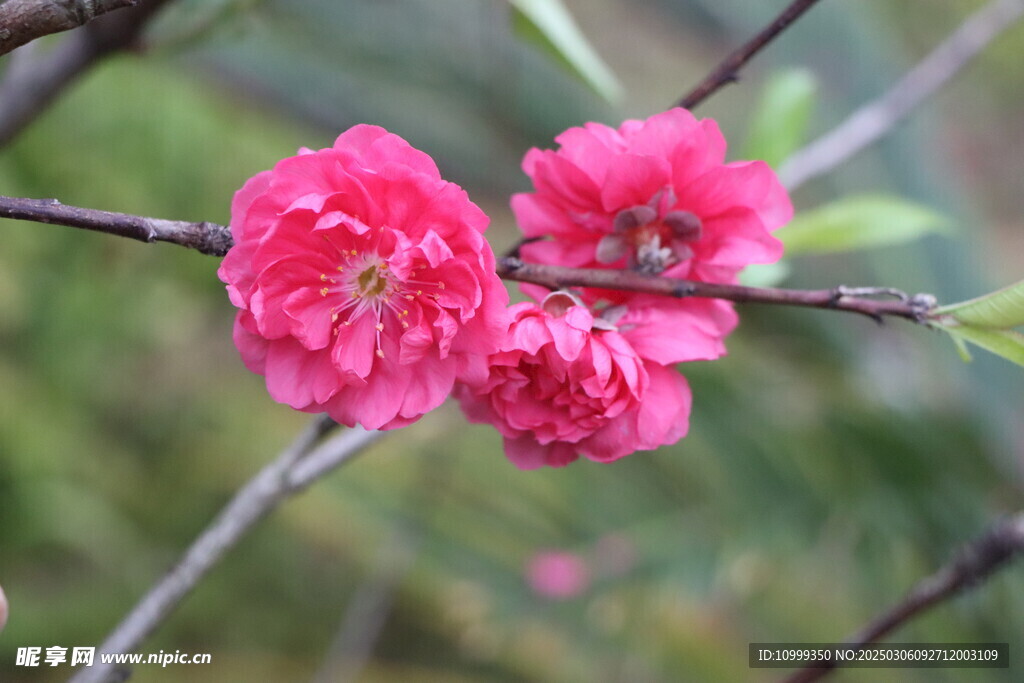 桃花