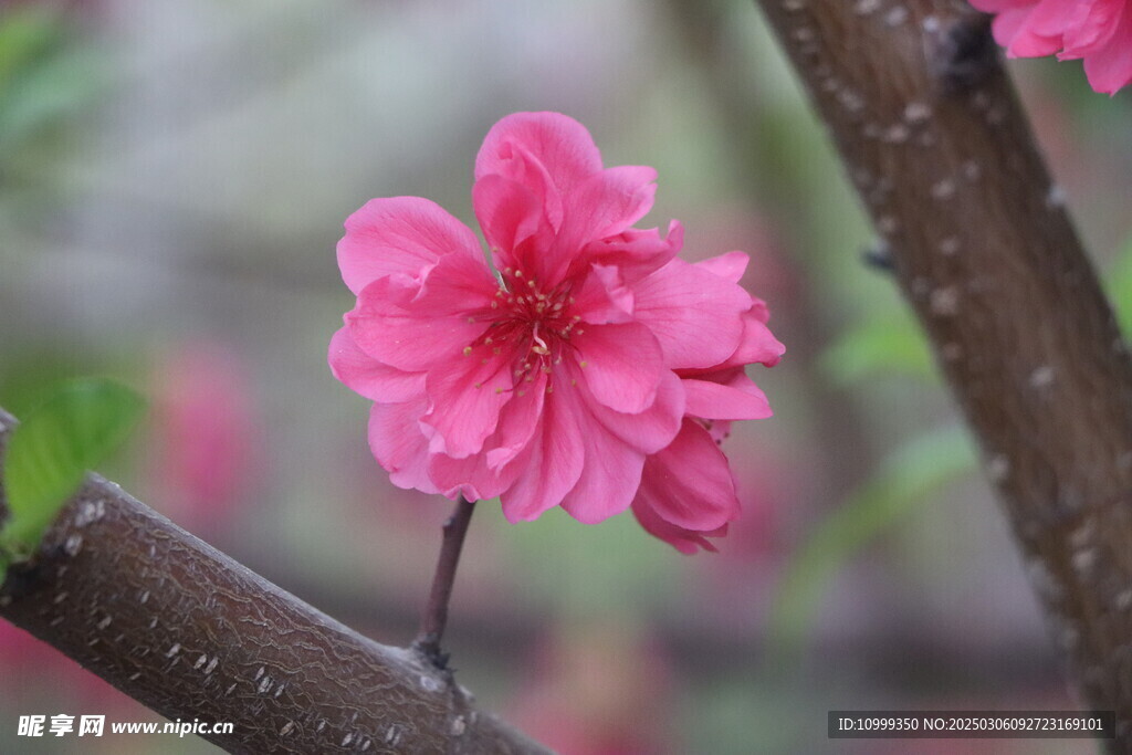 桃花