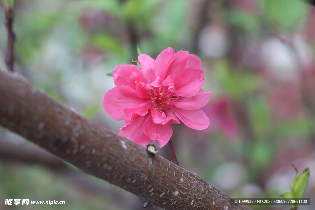 桃花