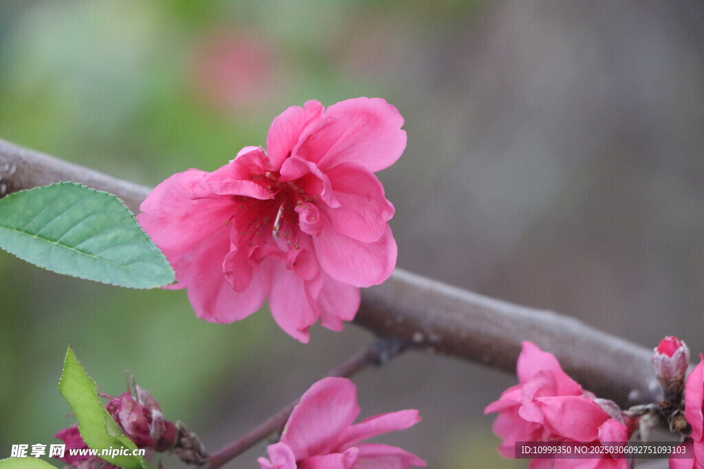 桃花