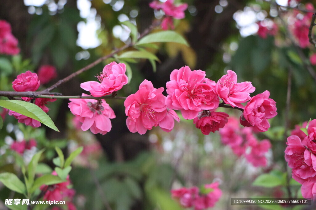桃花