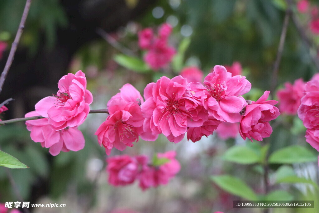 桃花