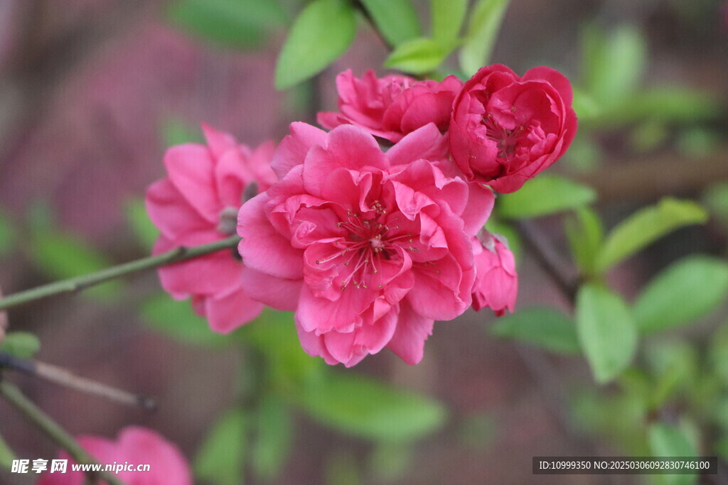 桃花