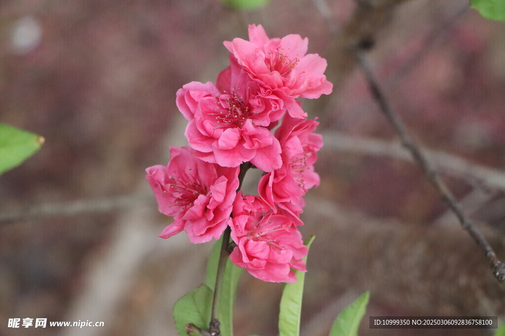 桃花