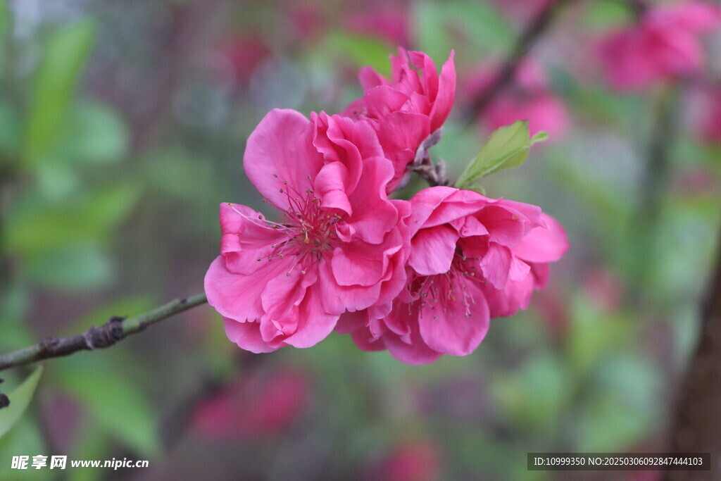 桃花