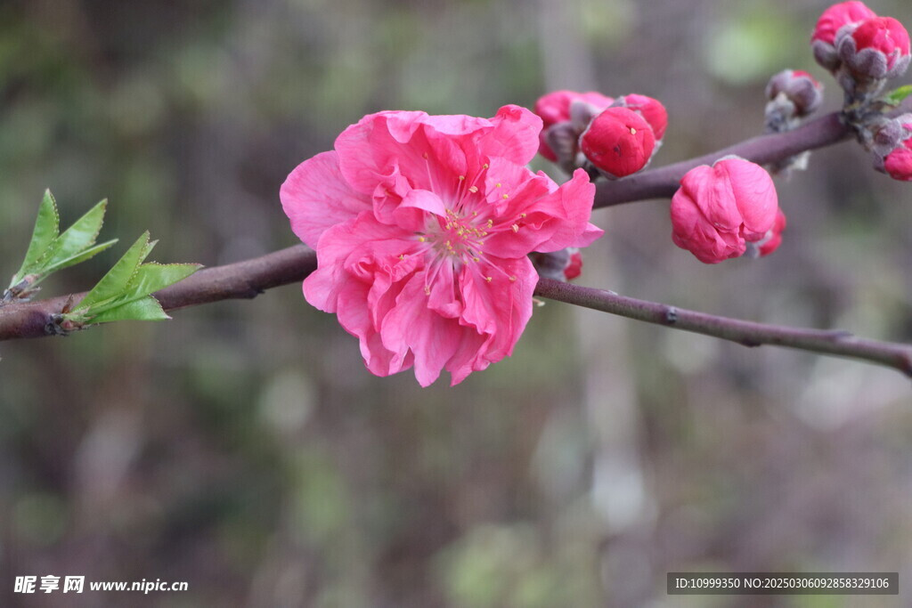 桃花