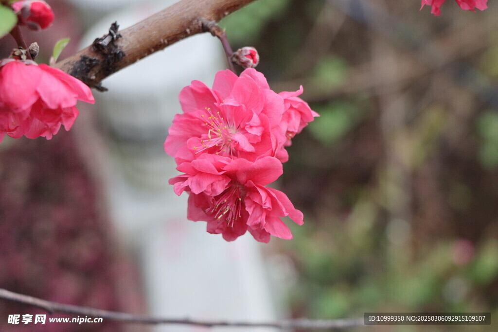 桃花