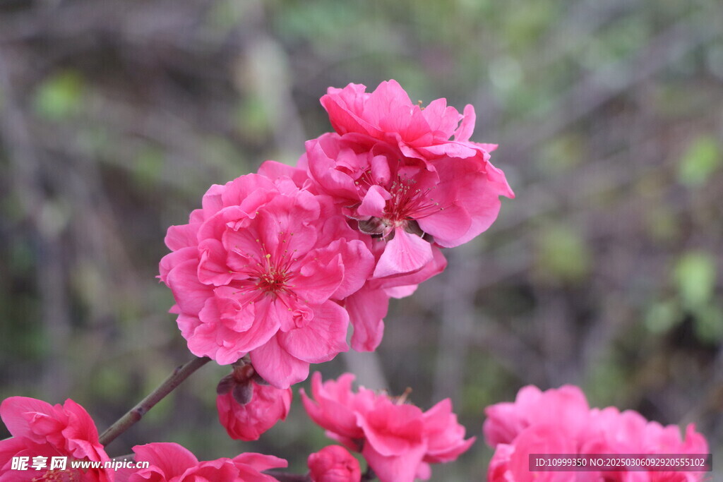 桃花