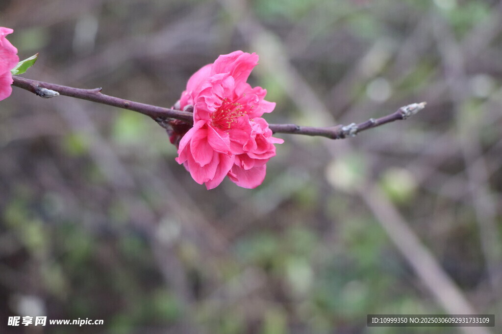 桃花