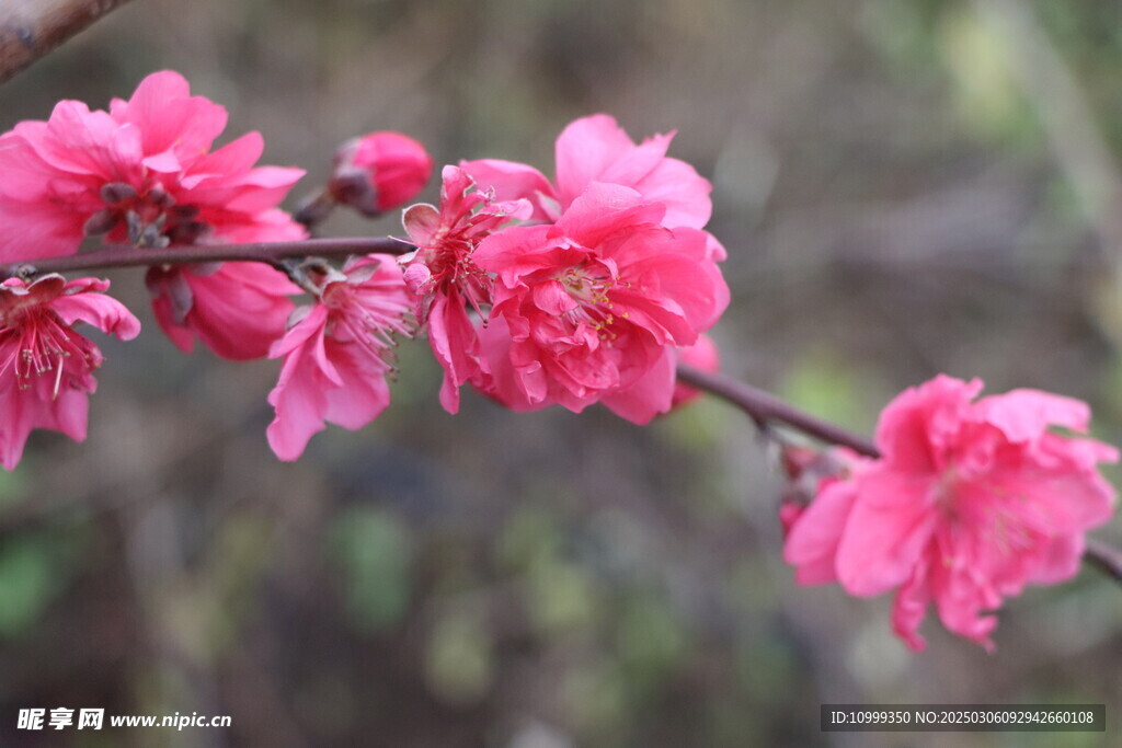 桃花