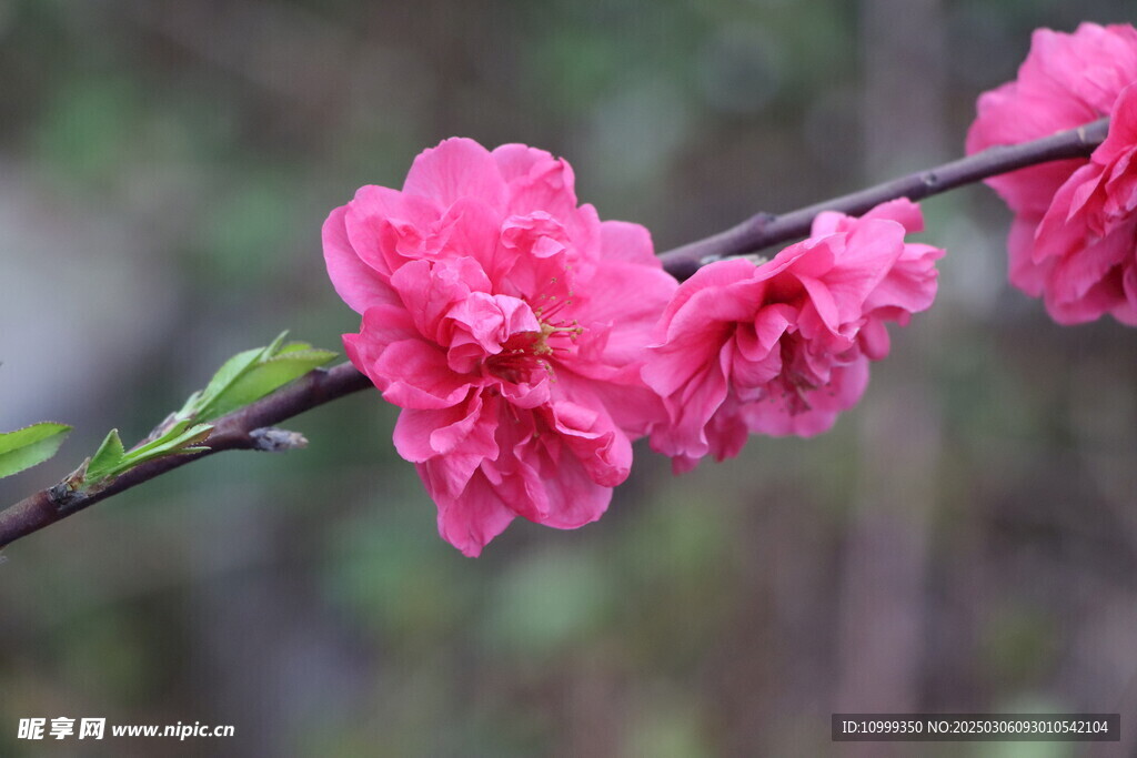 桃花