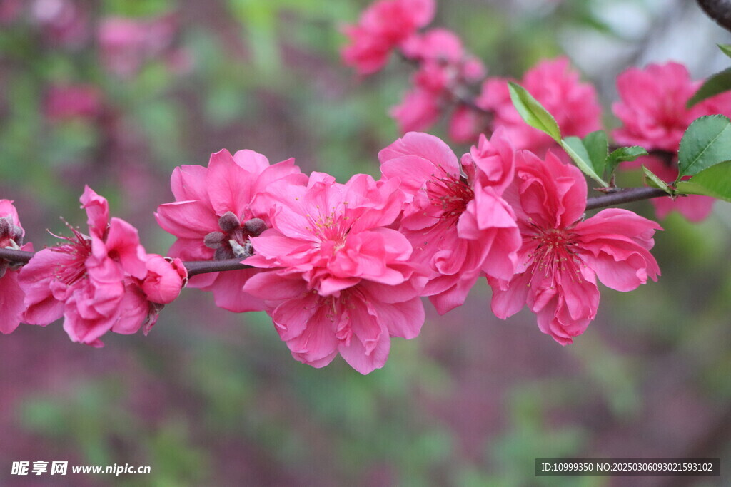桃花