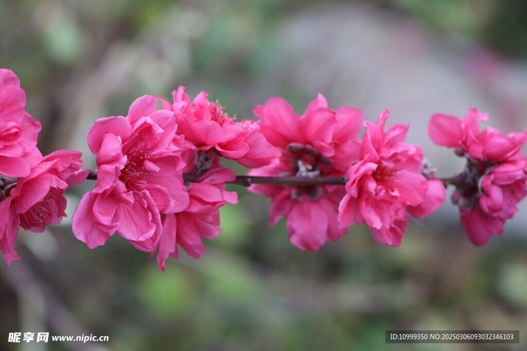 桃花